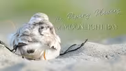TRAILER | PLOV | The Piping Plovers of Moonlight Bay