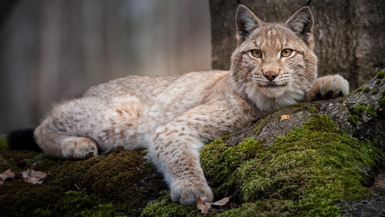 Nature | Forest of the Lynx