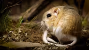 Kangaroo Rats Are Furry, Spring-Loaded Ninjas