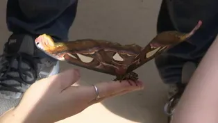 Taking Flight with 30 Years of Illinois Butterfly Network