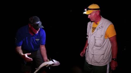Video thumbnail: Kentucky Afield Catching Walleye; Kayaking for Frogs; Prescribed Burns