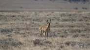Discovering Pronghorn at Sheldon National Wildlife Refuge