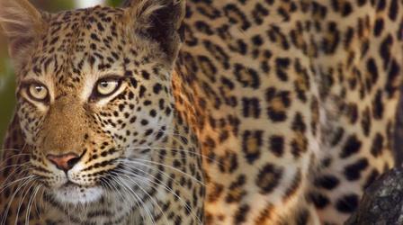 Video thumbnail: Big Cats 24/7 Lions Steal a Starving Leopard's Kill
