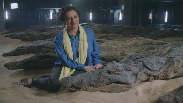 Sacred Crocodile Mummies Reveal the Climate of Ancient Egypt