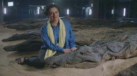 Video thumbnail: Secrets of the Dead Sacred Crocodile Mummies Reveal the Climate of Ancient Egypt