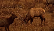 LAST RUT IN ROCKY MOUNTAIN NP - Extended Version