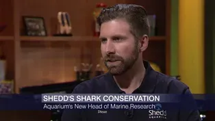 New Shedd Shark Expert on Aquarium’s Conservation Efforts