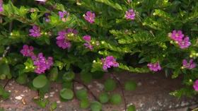 Video thumbnail: Backyard Farmer Backyard Farmer: Plan a Fall Garden