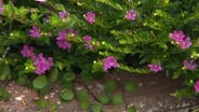 Backyard Farmer: Plan a Fall Garden