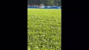 Swarms of Beetles in Welles Park