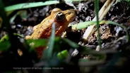 Frog Taxi, Elwha River Restored, Finding black holes