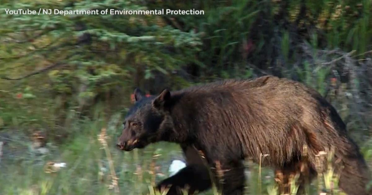 NJ Spotlight News NJ bear hunt on hold after court order Season