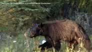 NJ bear hunt on hold after court order