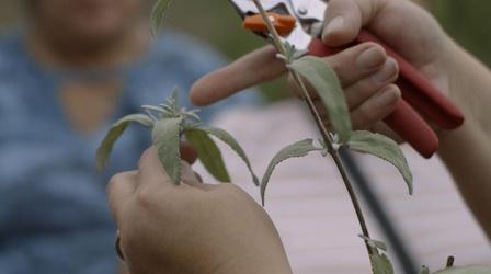 Video thumbnail: Tending Nature Holistic Healing with the Syuxtun Collective Preview