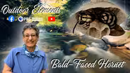 Bald-Face Hornet Queen
