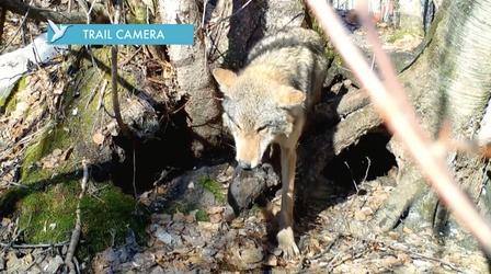 Mom Saves Pups on Wolf Trail Cam