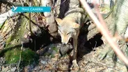 Mom Saves Pups on Wolf Trail Cam