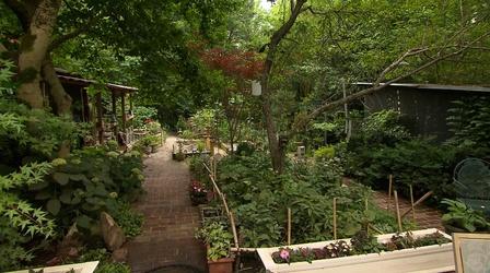 Video thumbnail: Volunteer Gardener Volunteer Gardener 2906