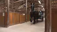 Horses Helping Heroes