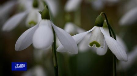 Video thumbnail: You Bet Your Garden You Bet Your Garden S3 Ep. 17