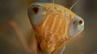 Insect Apocalypse?