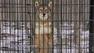 Advocates Worried About Coyote's Welfare, Shelter Conditions