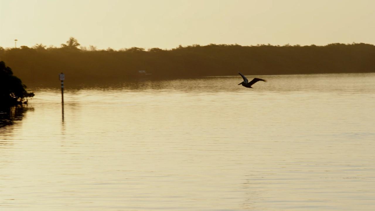 Battleground Everglades | Dangerous Seas