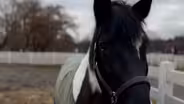 How horses helped heal this Trenton resident after assault