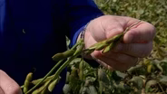 Brantley Farms Soybean Harvest