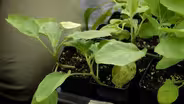 The benefits of Polyculture