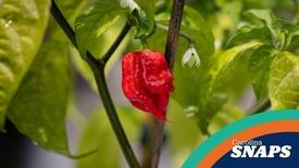 The Carolina Reaper: asset-mezzanine-16x9