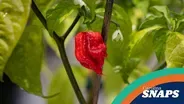 The Carolina Reaper