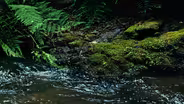 FERN CANYON IN MENDOCINO