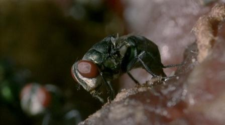 Video thumbnail: Nature Crime Scene Creatures