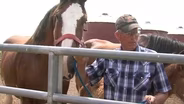 Paw Classic: A Trip to a Clydesdale Farm
