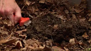 Improving garden soil