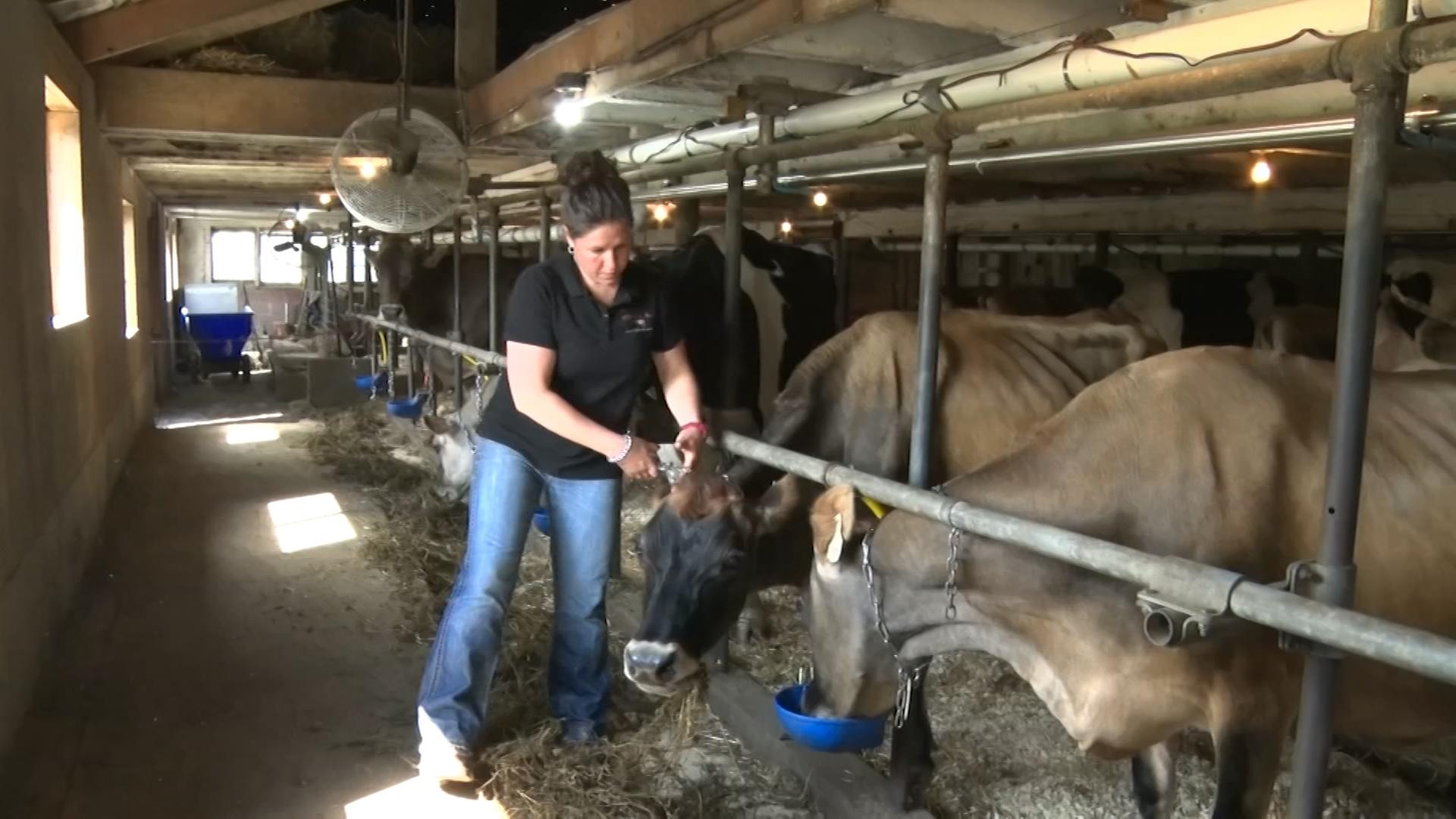 A Day in the Life of a Dairy Farmer