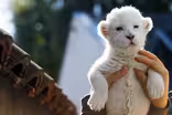 UN report finds 1 million species at risk of extinction