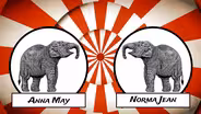 Norma Jean, The Elephant: Snapshot
