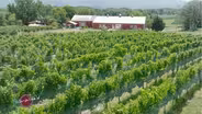 Shenandoah Vineyards