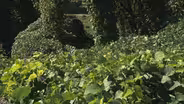 Wickliffe Mounds, Kudzu in Kentucky, Charles Young, and More