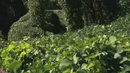 Wickliffe Mounds, Kudzu in Kentucky, Charles Young, and More