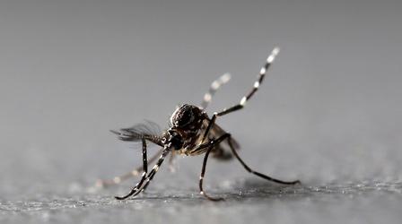 Video thumbnail: PBS NewsHour Florida has a dengue problem. More mosquitoes may solve it