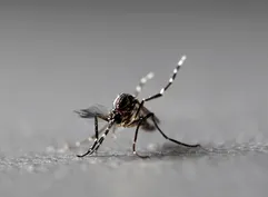 Florida has a dengue problem. More mosquitoes may solve it