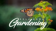 Oklahoma Gardening in the Spring