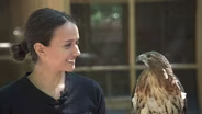 Hawks & Falcons