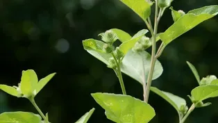 Fast Forage: Burdock-Harvesting Nature’s Bounty