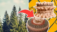 What's the Significance of Trees in Haudenosaunee Tradition?