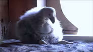 Saving California condors