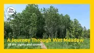 Walking through Wet Meadow